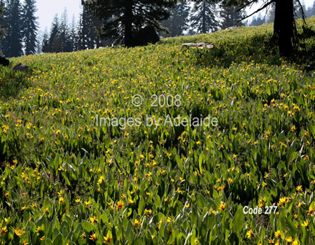 Field of Mule Ears